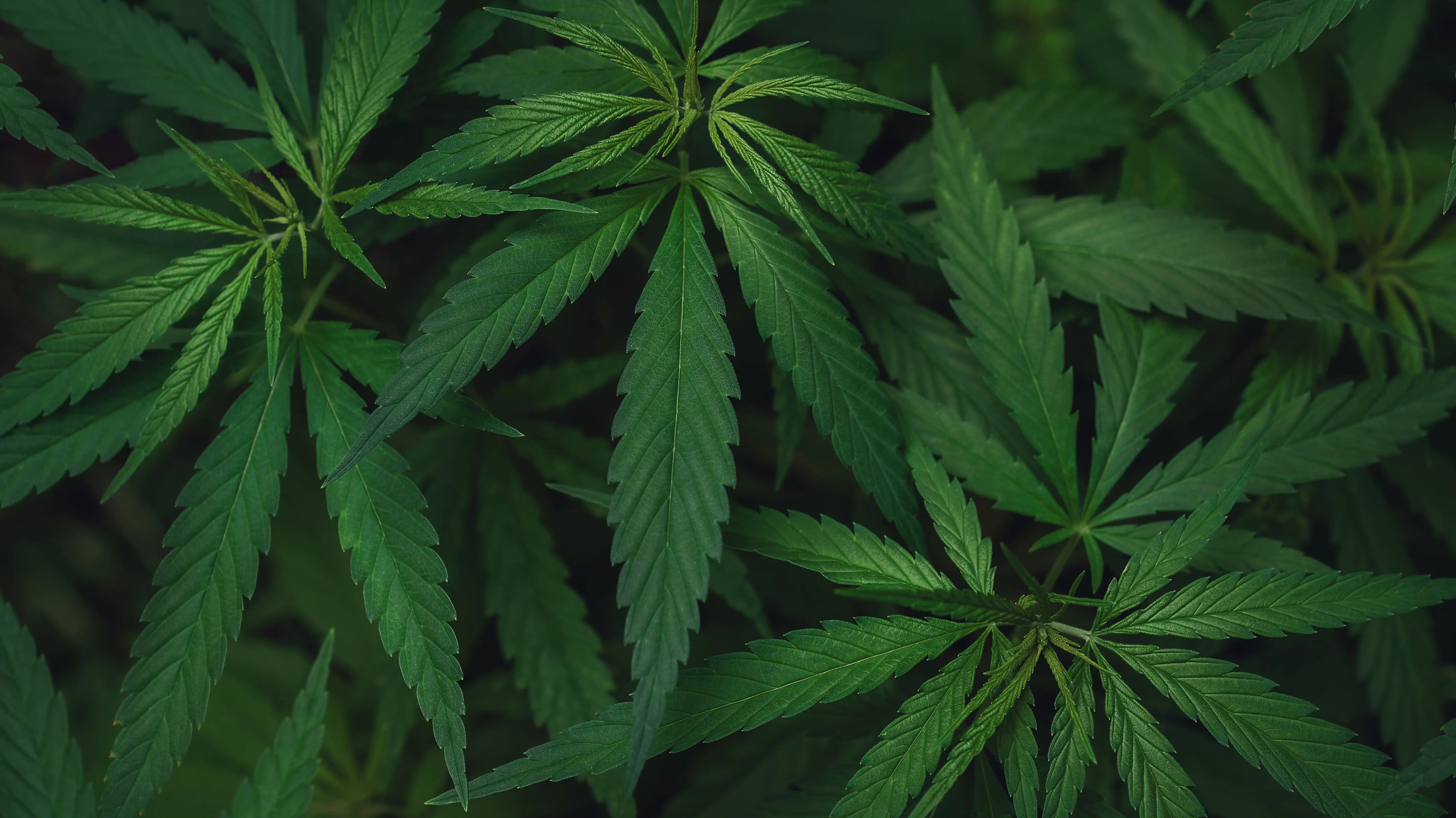 Florida Moves to Define “Cartoon” in Hemp Packaging Rules