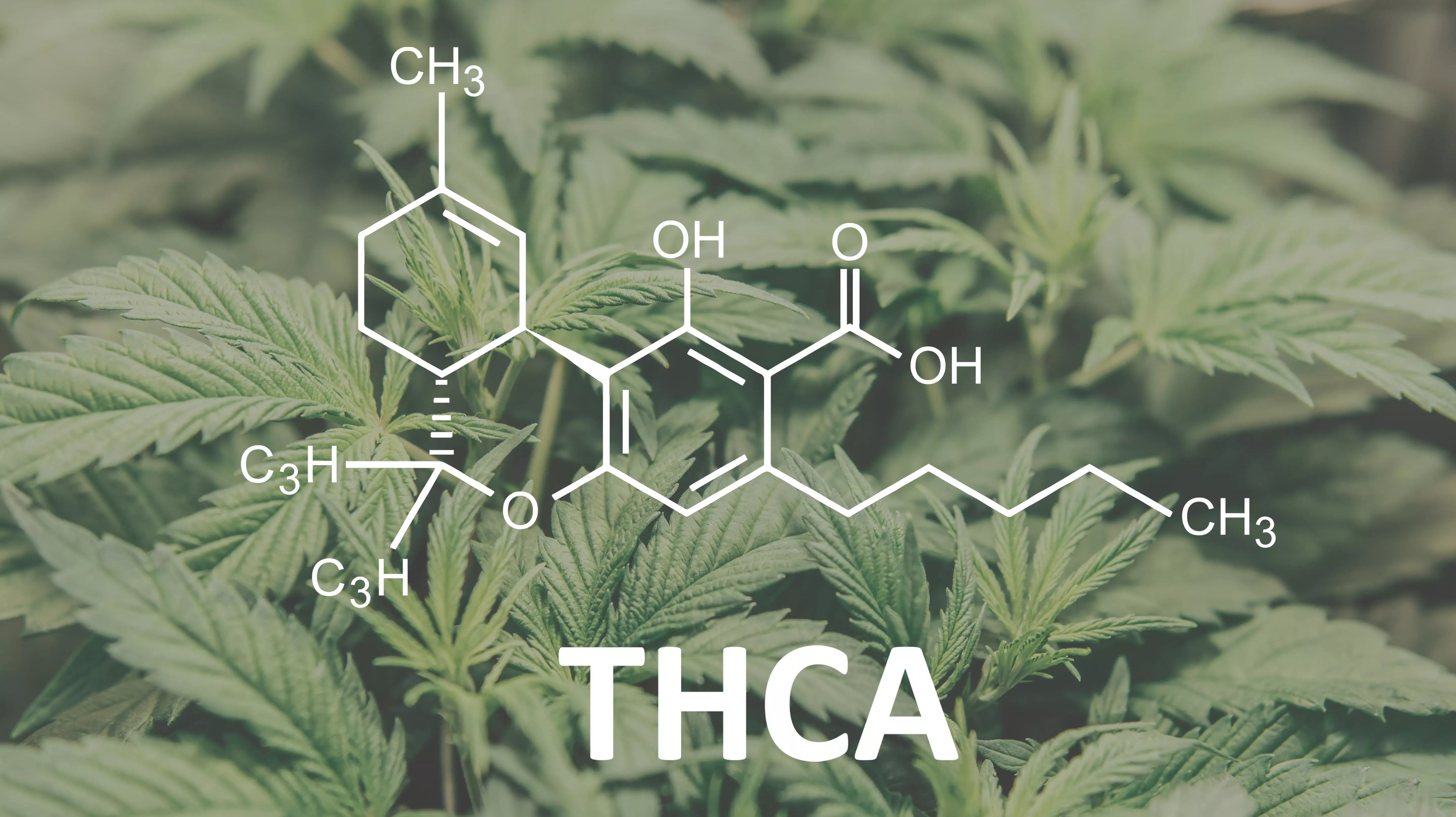 THCA in the Crosshairs: What Florida Consumers Should Know as States Crack Down
