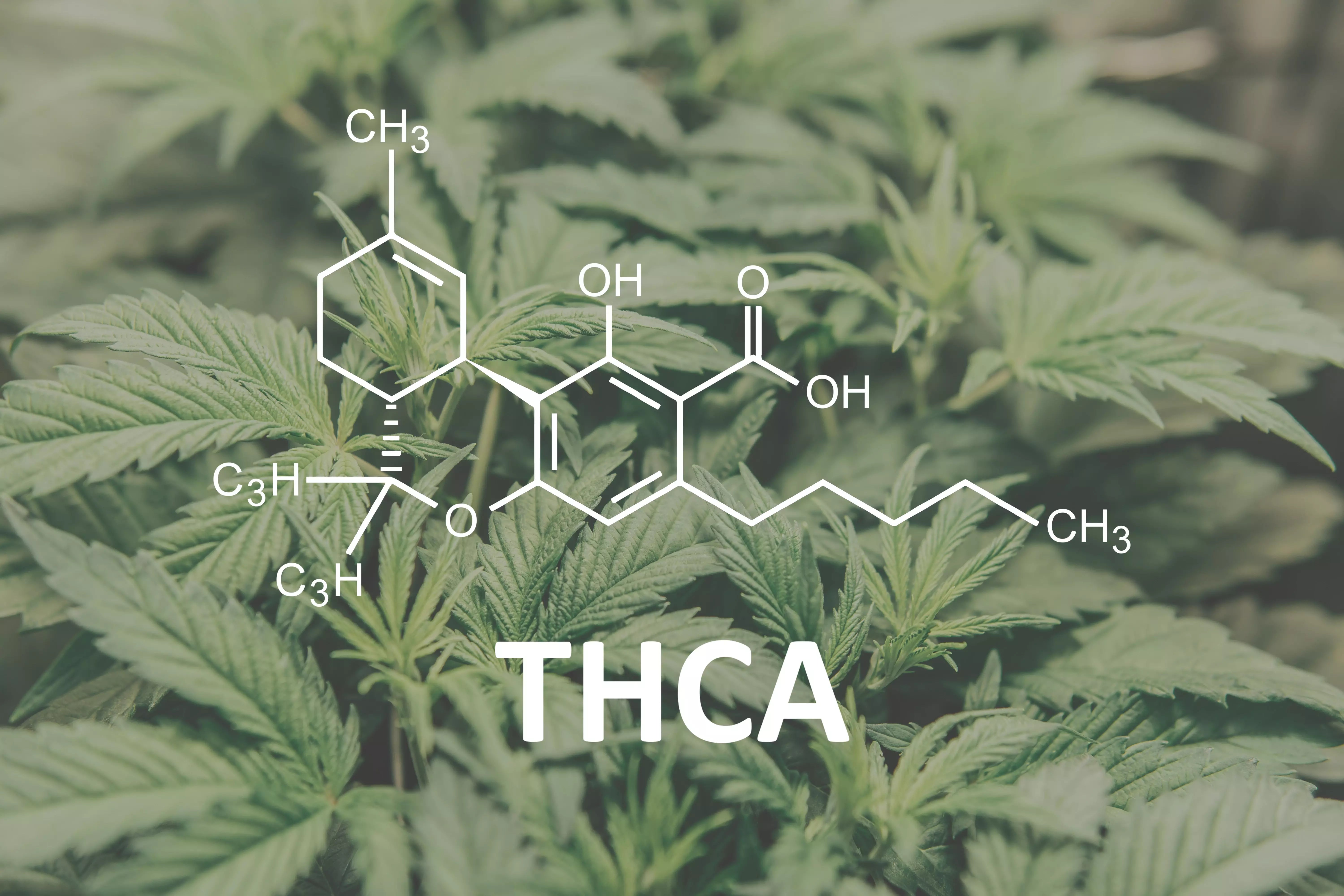 THCA in the Crosshairs: What Florida Consumers Should Know as States Crack Down